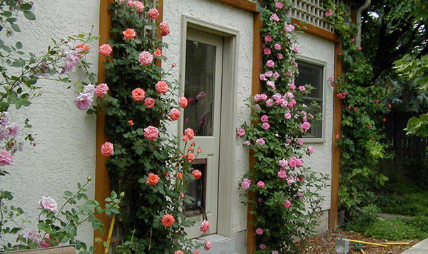 Kỹ thuật trồng hoa hồng leo đòi hỏi khá cầu kỳ trong khâu cắt tỉa cành.