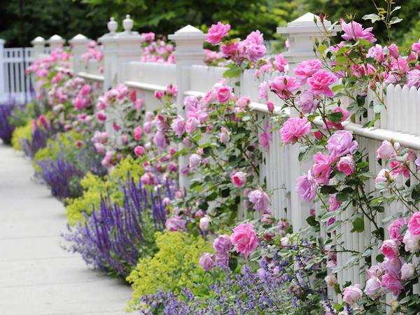 Kỹ thuật trồng hoa hồng leo quanh nhà đơn giản và cho hoa nở quanh năm.