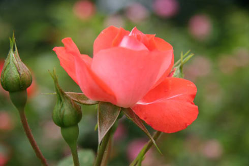 Kỹ thuật trồng hoa hồng tỉ muội cho ra hoa quanh năm. 