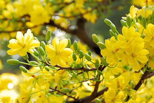 Kỹ thuật trồng và chăm sóc mai vàng cho hoa nở rực rỡ vào dịp Tết - MVietQ
