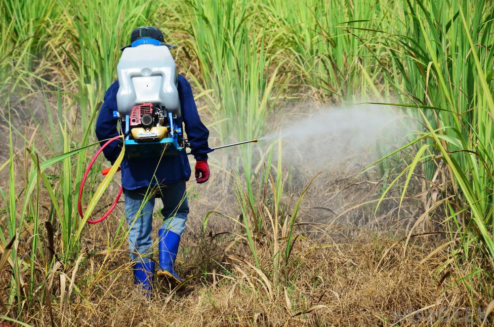 Nghiên cứu mới của các nhà khoa học chỉ ra rằng, thuốc diệt cỏ liên quan mật thiết tới vi khuẩn kháng thuốc. 