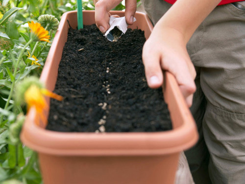 Kỹ thuật trồng rau xà lách trong thùng xốp, chậu cần phải có đất tơi xốp.