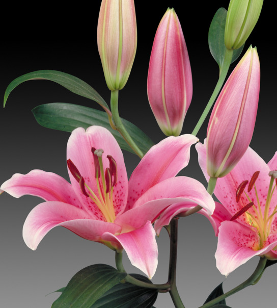 Hoa ly được nhiều gia đình trưng trong những ngày Tết bởi vẻ đẹp rực rỡ. Ảnh minh họa 