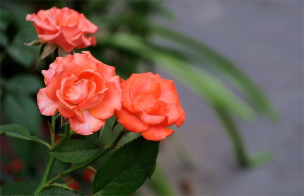 Để có được những bông hoa hồng đẹp tươi lâu trong ngày Tết phải có kỹ thuật bảo quản hoa đúng cách. 