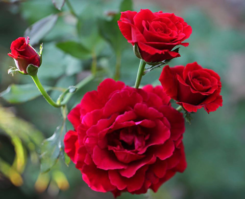 Để hoa tươi lâu bạn phải cắm hoa hồng vào nước sạch. Ảnh minh họa 