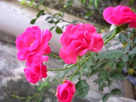 Hoa hồng từ lâu đã trở thành biểu tượng nữ hoàng của các loài hoa. 