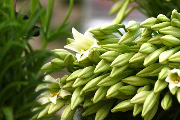 Kỹ thuật trồng và chọn hoa loa kèn tươi lâu không quá khó cho những ai thích loài hoa này. 