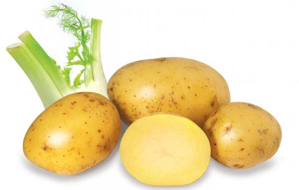  Hàng ngàn ca bệnh tật Khoai tây cũng liên quan tới khoai tây. Ảnh minh họa 