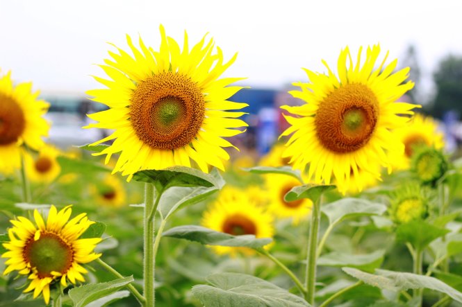 Hoa hướng dương to lớn còn được ví như loài hoa của mặt trời. Ảnh minh họa 