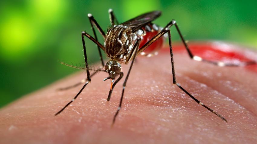  Dịch Zika vẫn đang diễn biến phức tạp. Ảnh minh họa