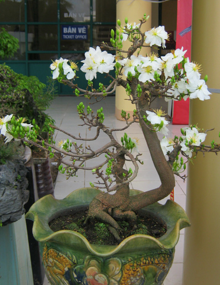 Cách chăm sóc cây Mai trắng cũng khá cầu kỳ vì cây tương đối ''khó tính''. 