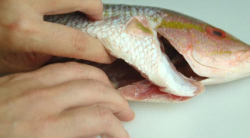 Mật cá trắm là thực phẩm vô cùng nguy hiểm tới sức khỏe con người cần tránh. Ảnh minh họa 
