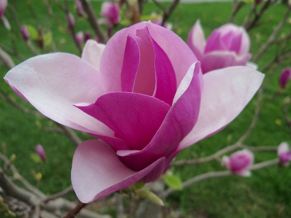 Mộc Lan là loài thực vật thuộc họ Magnoliaceae, phân bố rải rác ở khắp mọi nơi trên Thế Giới. Ảnh minh họa