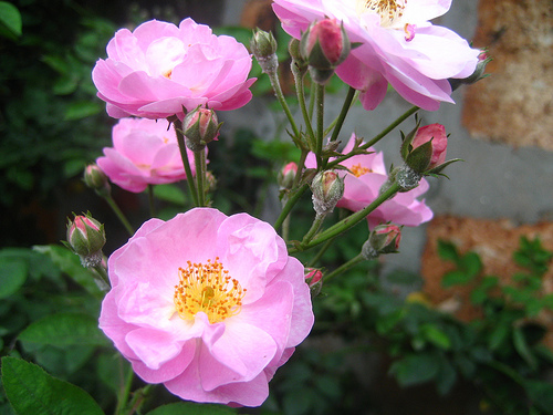 Cây hoa tầm xuân có nhiều gai còn gọi là hoa hồng có gai thuộc cây bụi mọc dày. Ảnh minh họa 