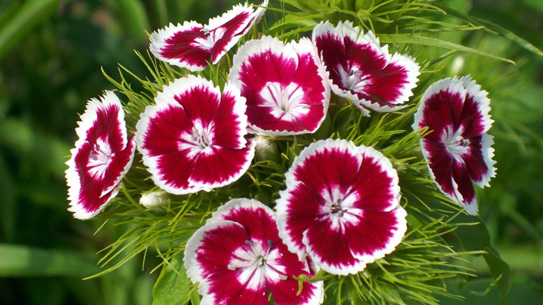 Hoa cẩm nhung có rất nhiều màu sắc đẹp nên được lọt vào danh sách hoa chơi Tết của nhiều gia đình. Ảnh minh họa