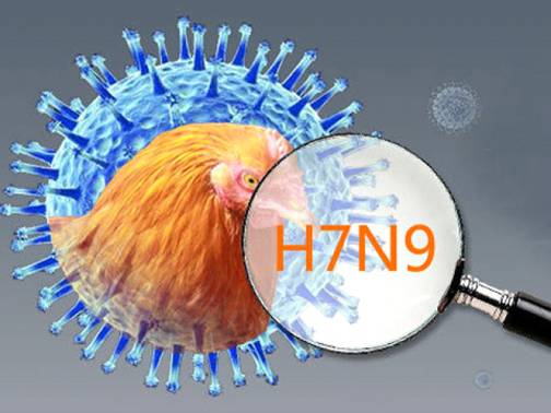  Bộ Y tế khuyến cáo người dân không nên lơ là dịch cúm H7N9. Ảnh minh họa