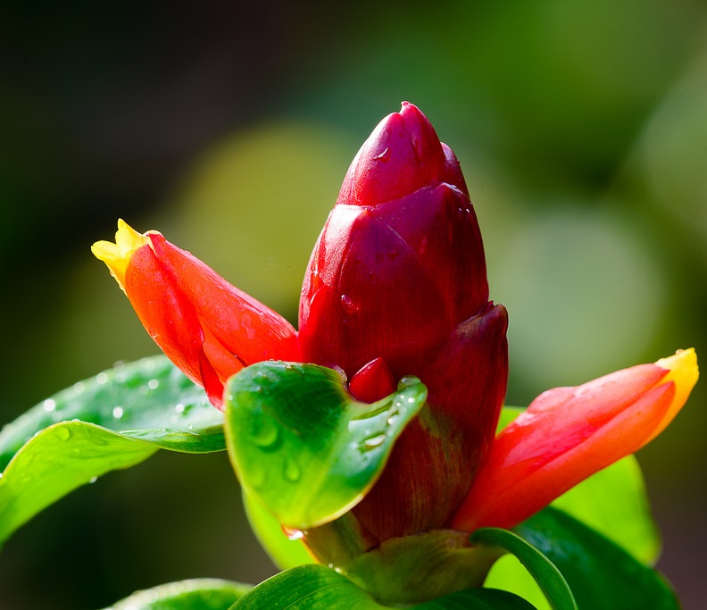 Cây Phúc Lộc Thọ cho hoa nhiều quanh năm nên trồng cây Phúc Lộc Thọ sẽ cho sân vườn nhà bạn luôn ngát hương. Ảnh minh họa 
