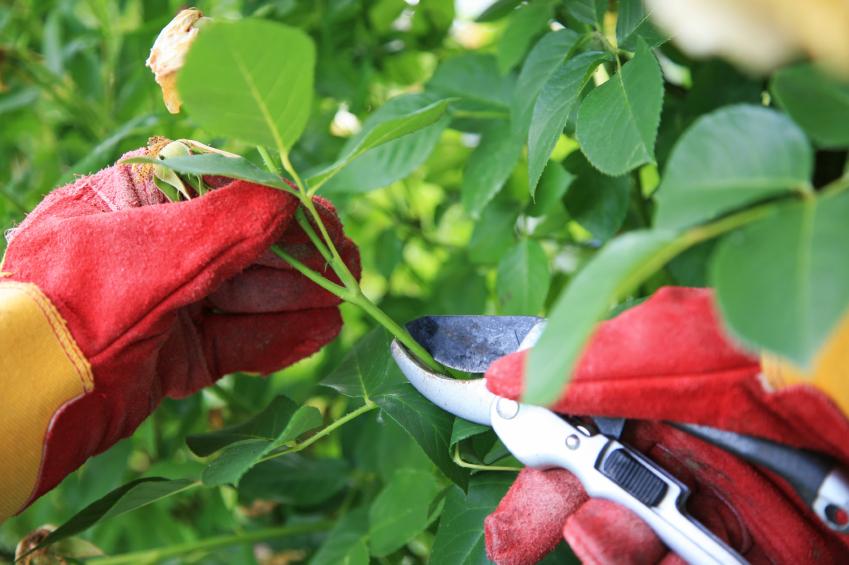 Kỹ thuật trồng hoa Hồng Đà Lạt có thể theo phương pháp giâm cành, trồng gốc. Ảnh minh họa 