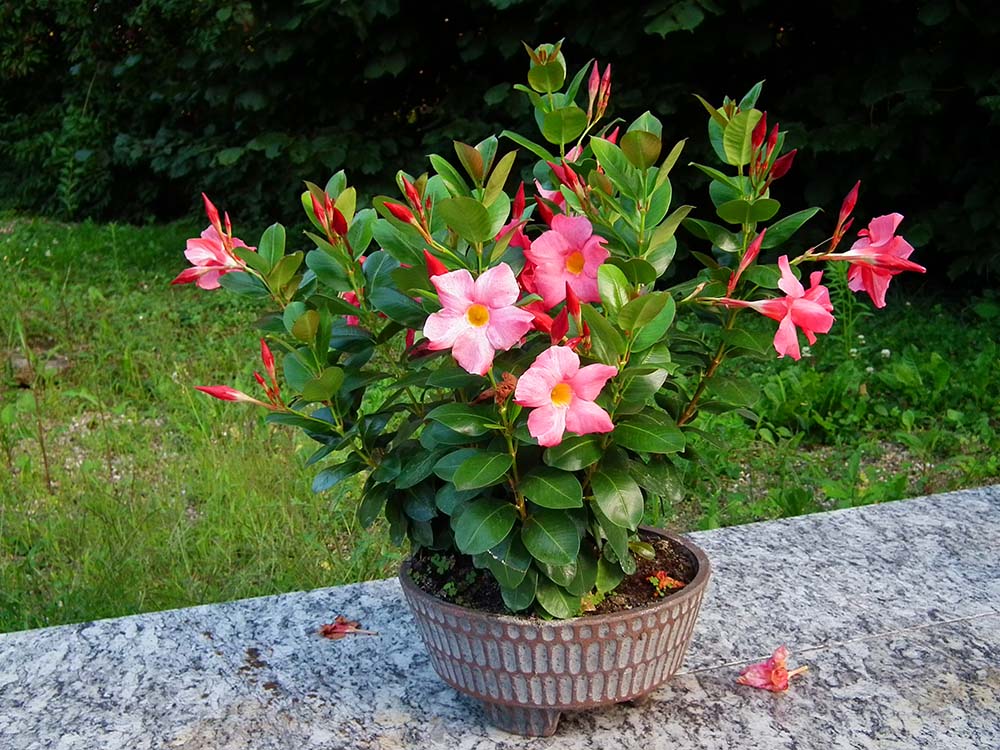 Kỹ thuật trồng cây hoa Hồng Anh trong chậu cũng mang vẻ đẹp dịu dàng, kiêu sa. Ảnh minh họa