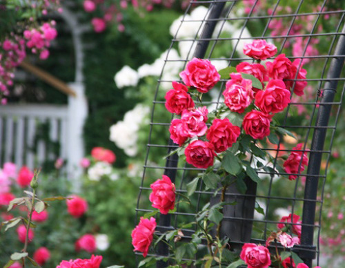 Kỹ thuật trồng cây hoa Hồng leo theo từng kiểu ban công sẽ tạo nên phong cách riêng độc đáo cho ngôi nhà của bạn. Ảnh minh họa 