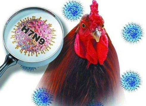 Dịch cúm vi rút A/H7N9 đang hoành hành ở Trung Quốc và nguy cơ lớn sang Việt Nam. Ảnh minh họa 