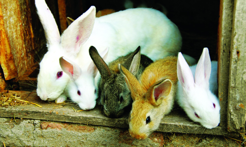  Kỹ thuật nuôi và chăm sóc thỏ sinh sản cũng cần đặc biệt chú ý khi thỏ chuẩn bị đẻ. Ảnh minh họa