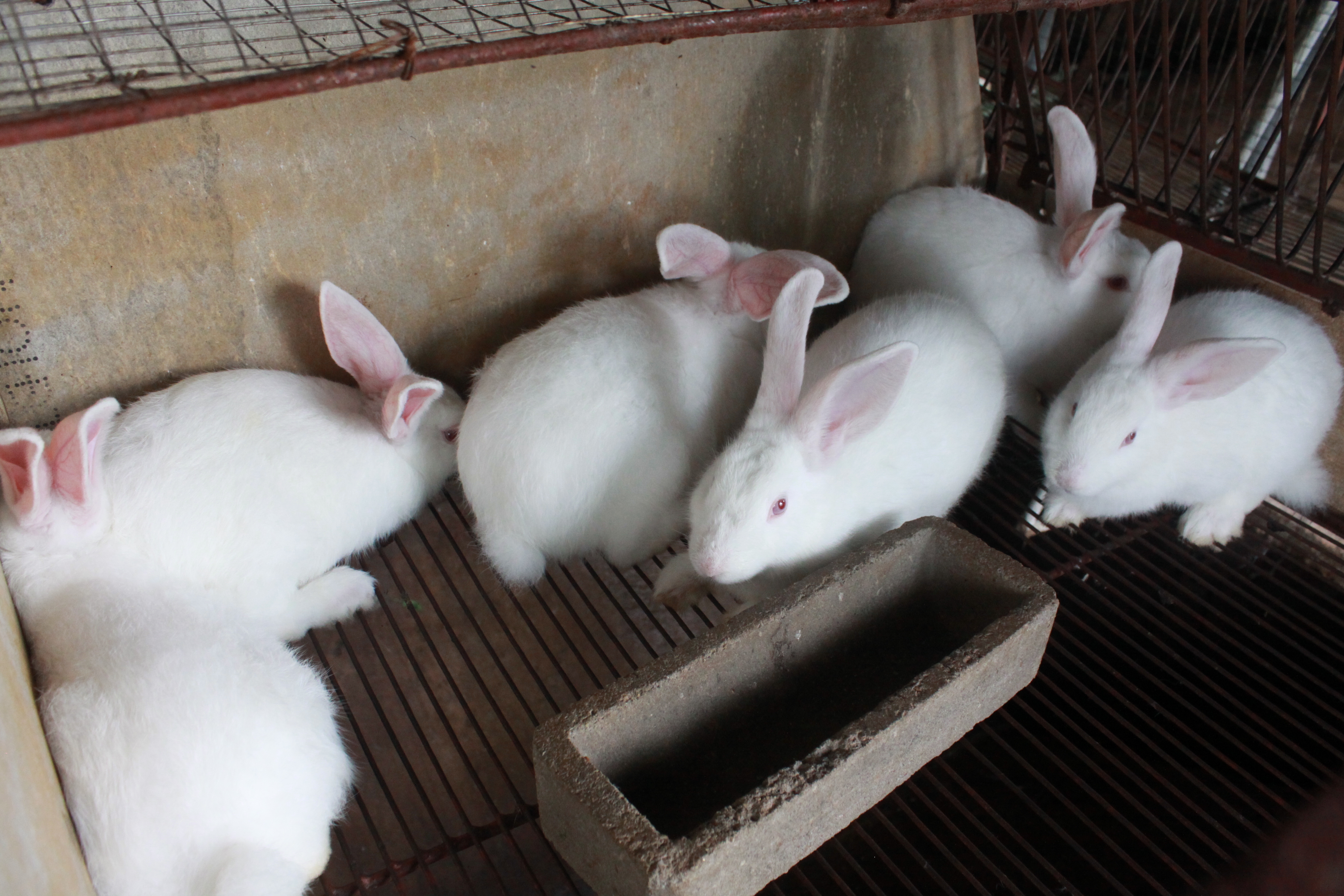 Để nuôi thỏ thành công cần phải nắm vững các yêu cầu về kỹ thuật nuôi thỏ sinh sản một cách từng bước, khoa học. Ảnh minh họa