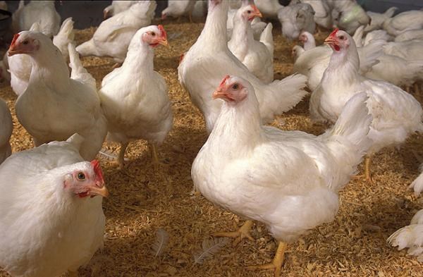 Thịt gà công nghiệp được nuôi kháng sinh tiềm ẩn nhiều nguy cơ. Ảnh minh họa 