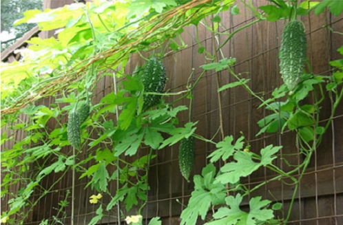Kỹ thuật trồng cây mướp đắng trên sân thượng chỉ cần bỏ chút công chăm sóc là bạn có được vườn rau đẹp tại nhà. Ảnh minh họa 