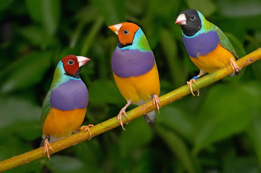 Chim Yến Phụng có bộ lông rực rỡ sắc màu. Ảnh minh họa