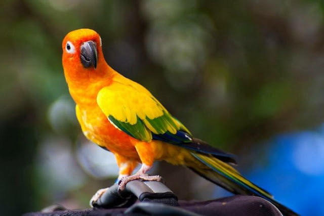 Vẹt là loài chim rất thông minh có thể nói được tiếng người. Ảnh minh họa