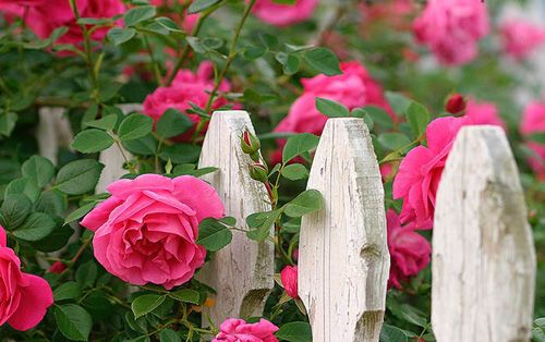 Hoa hồng leo luôn tạo cho cảnh quan ngôi nhà bạn đẹp rực rỡ. Ảnh minh họa 