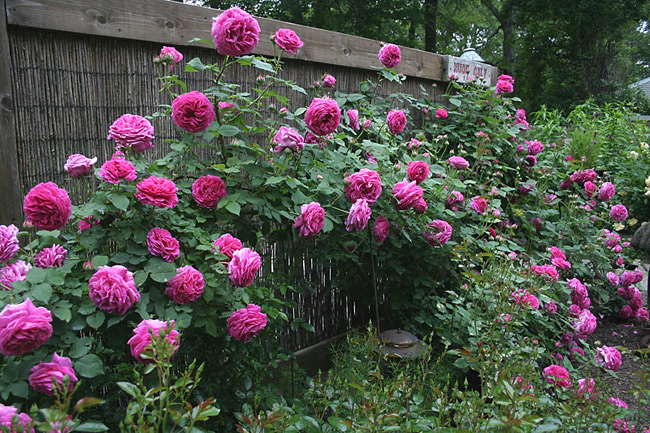 Kỹ thuật trồng cây hoa hồng ngoại có thể áp dụng bằng hai cách là giâm cành hoặc ghép mắt. Ảnh minh họa 