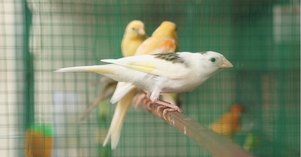 Kỹ thuật nuôi chim Yến hót hay thành công thì khâu chọn giống khá quan trọng. Ảnh minh họa 