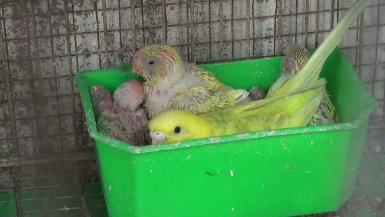 Kỹ thuật nuôi và chăm sóc chim Yến sinh sản đòi hỏi phải mất nhiều thời gian. Ảnh minh họa