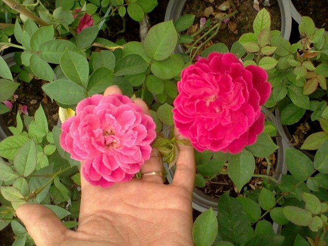 Để cây hoa hồng leo tứ quí ra hoa quanh năm nên nắm vững kỹ thuật trồng cây cũng như cắt tỉa. Ảnh minh họa