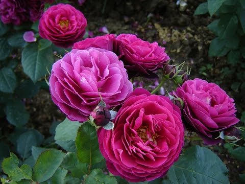 Kỹ thuật trồng cây hoa hồng leo tứ quý có thể theo phương pháp cắt cành hoặc cũng có thể trồng bầu cây. Ảnh minh họa