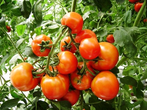 Cà chua là thực phẩm bổ dưỡng cho con người. Ảnh minh họa 