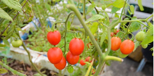  Để có được những quả cà chua sai trĩu cành cần chú ý chăm sóc cẩn thận khi thụ phấn và đậu quả. Ảnh minh họa