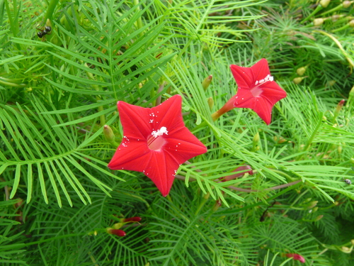 Kỹ thuật trồng cây hoa Tóc Tiên leo là một sự lựa chọn thích hợp cho nhiều ngôi nhà. Ảnh minh họa 