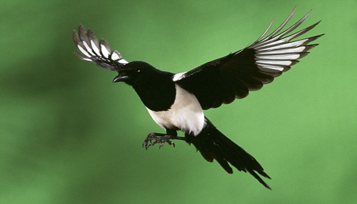 Chim Chích Chòe than là loài chim khá đặc biệt, chúng thường tìm những cành cây cao nhất để hót. Ảnh minh họa