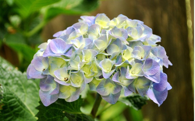 Kỹ thuật trồng cây hoa Cẩm tú cầu mang đến cho vườn nhà bạn luôn rực rỡ sắc hương. Ảnh minh họa