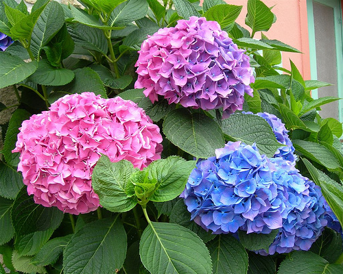 Kỹ thuật trồng cây hoa Cẩm tú cầu đẹp và cho ra nhiều màu sắc khác nhau cần phải có cách chăm sóc đặc biệt. Ảnh minh họa 