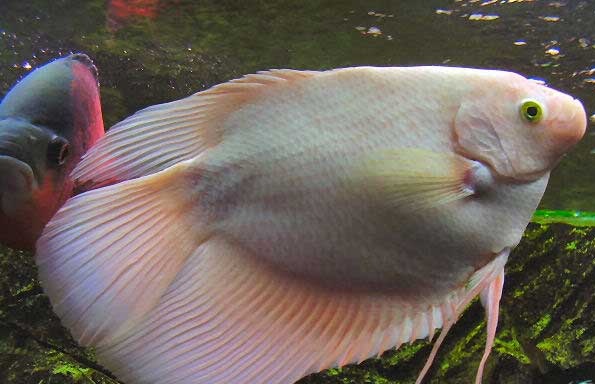 Cá Tài Phát là loài cá được nhiều người thích nuôi ngoài vẻ đẹp của nó còn có ý nghĩa may mắn, phát tài. Ảnh minh họa