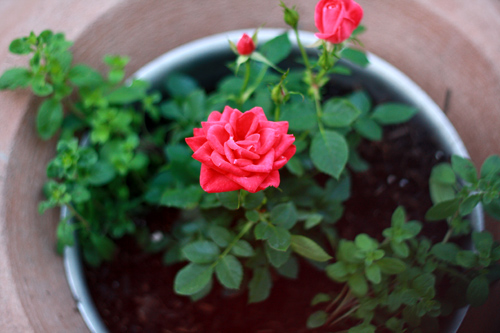 Kỹ thuật trồng cây hoa hồng bằng cách giâm cành từ củ khoai tây cho vẻ đẹp bất ngờ. Ảnh minh họa