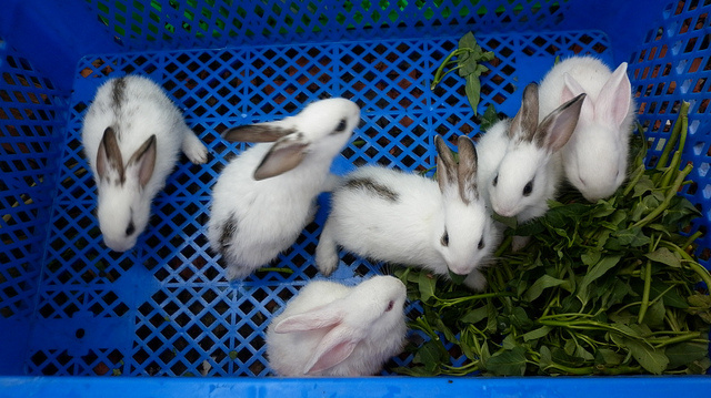 Thỏ là loài vật mắc rất nhiều loài bệnh nên trong kỹ thuật nuôi phải lưu ý phòng trừ. Ảnh minh họa