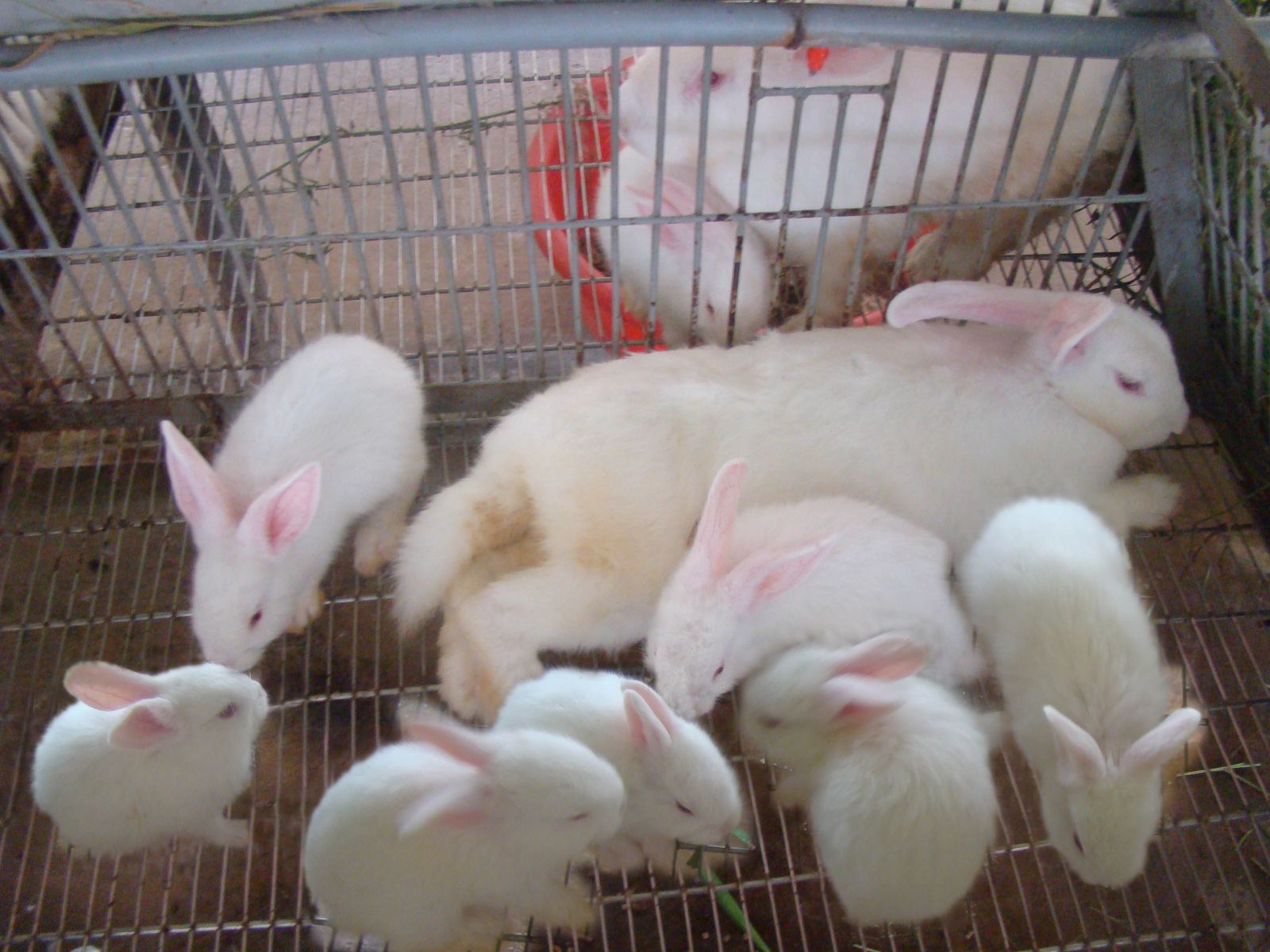Kỹ thuật nuôi thỏ sinh sản cần phải để ý ngay từ khâu chọn giống. Ảnh minh họa