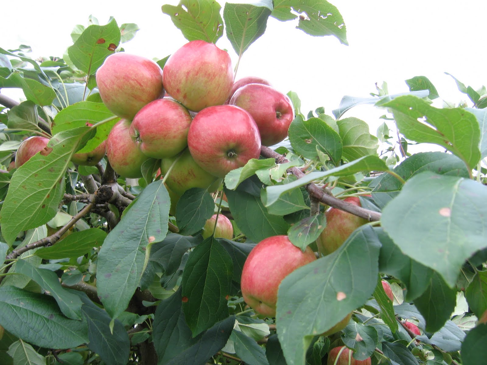 Kỹ thuật trồng cây táo tây cho quả sai, trái ngọt cần chăm sóc hết sức kỹ càng. Ảnh minh họa 
