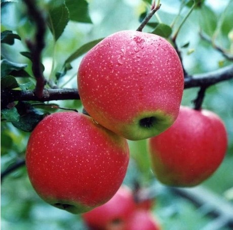 Kỹ thuật trồng cây táo tây có thể áp dụng quanh năm. Ảnh minh họa
