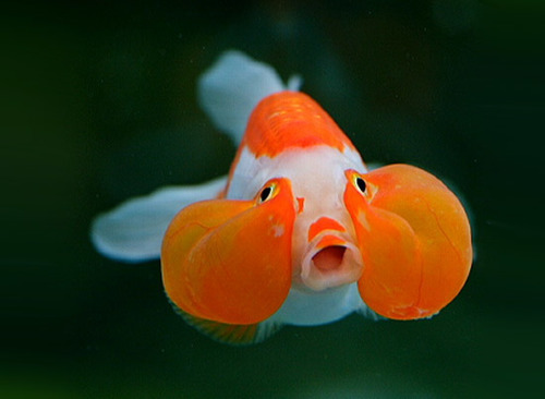 Kỹ thuật nuôi cá vàng mắt bong bóng không nên nuôi cùng cá khác vì 2 túi khí cận mắt rất dễ vỡ. Ảnh minh họa